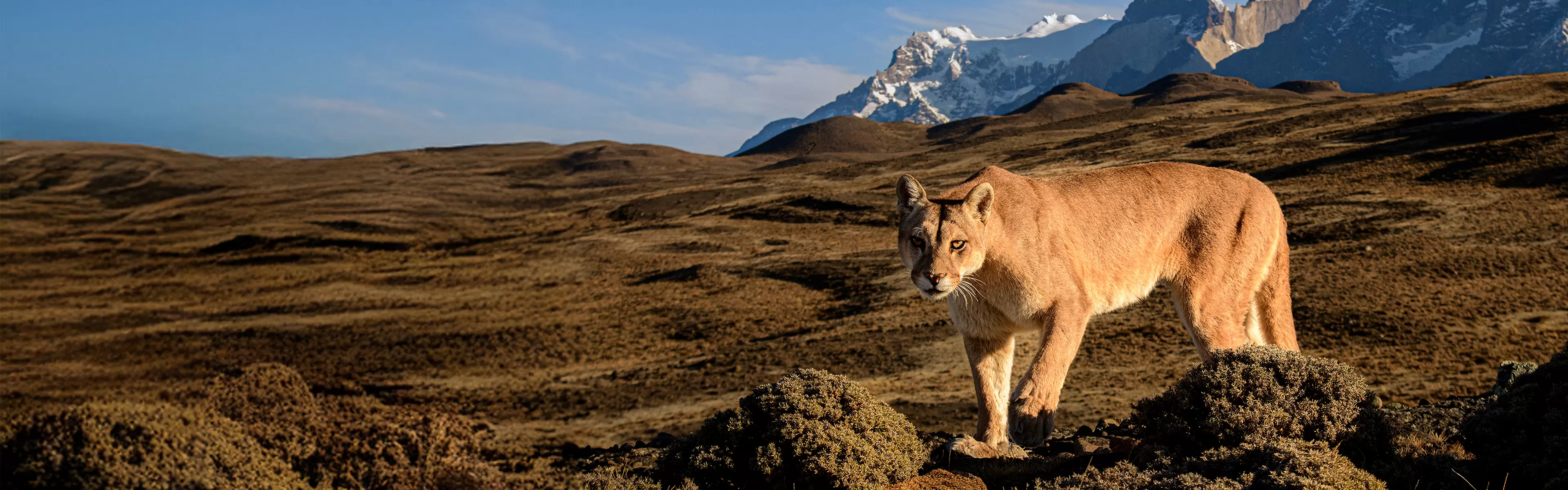 Documentales de naturaleza en Movistar Plus