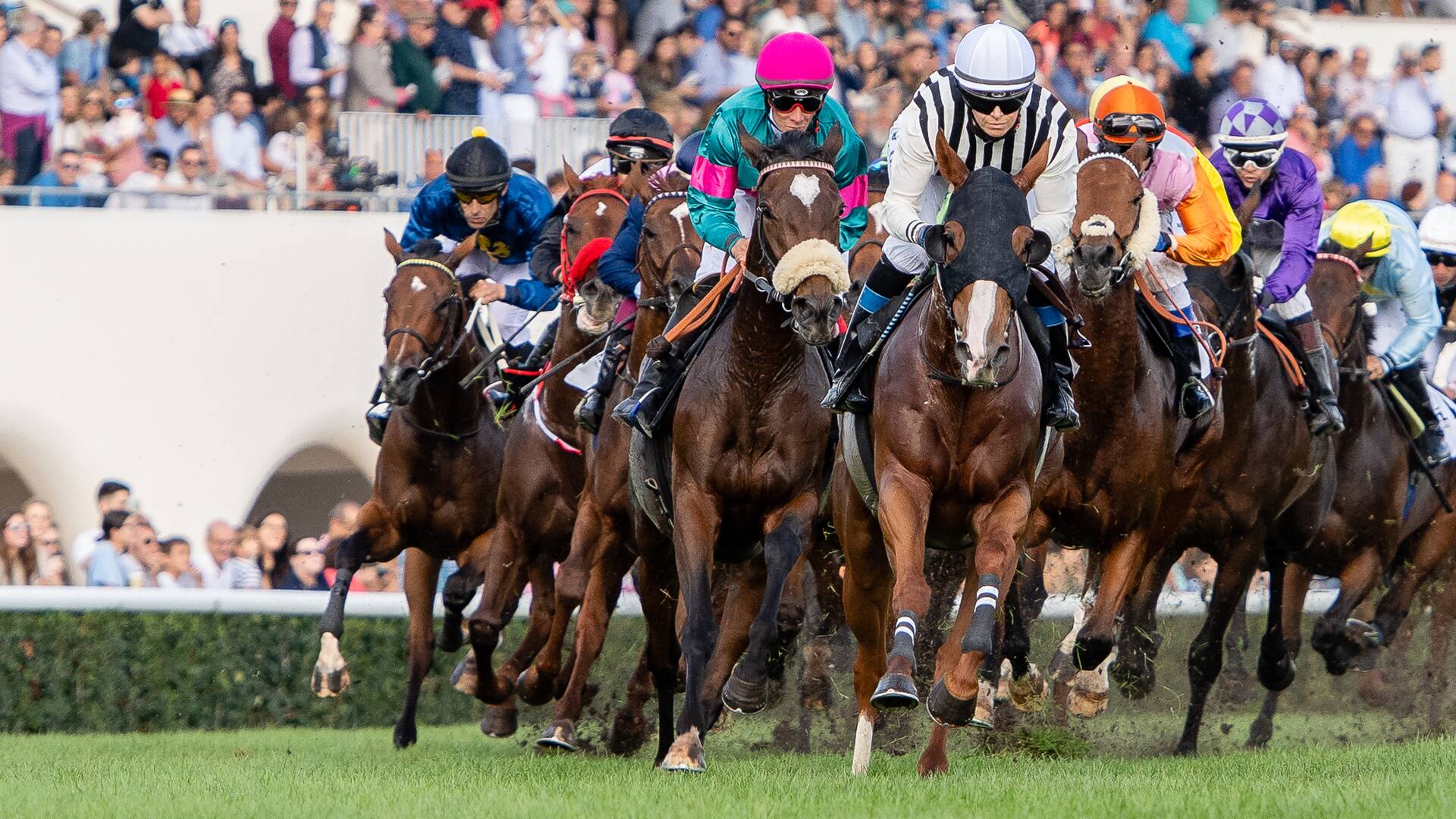 Carreras de caballos - Turf