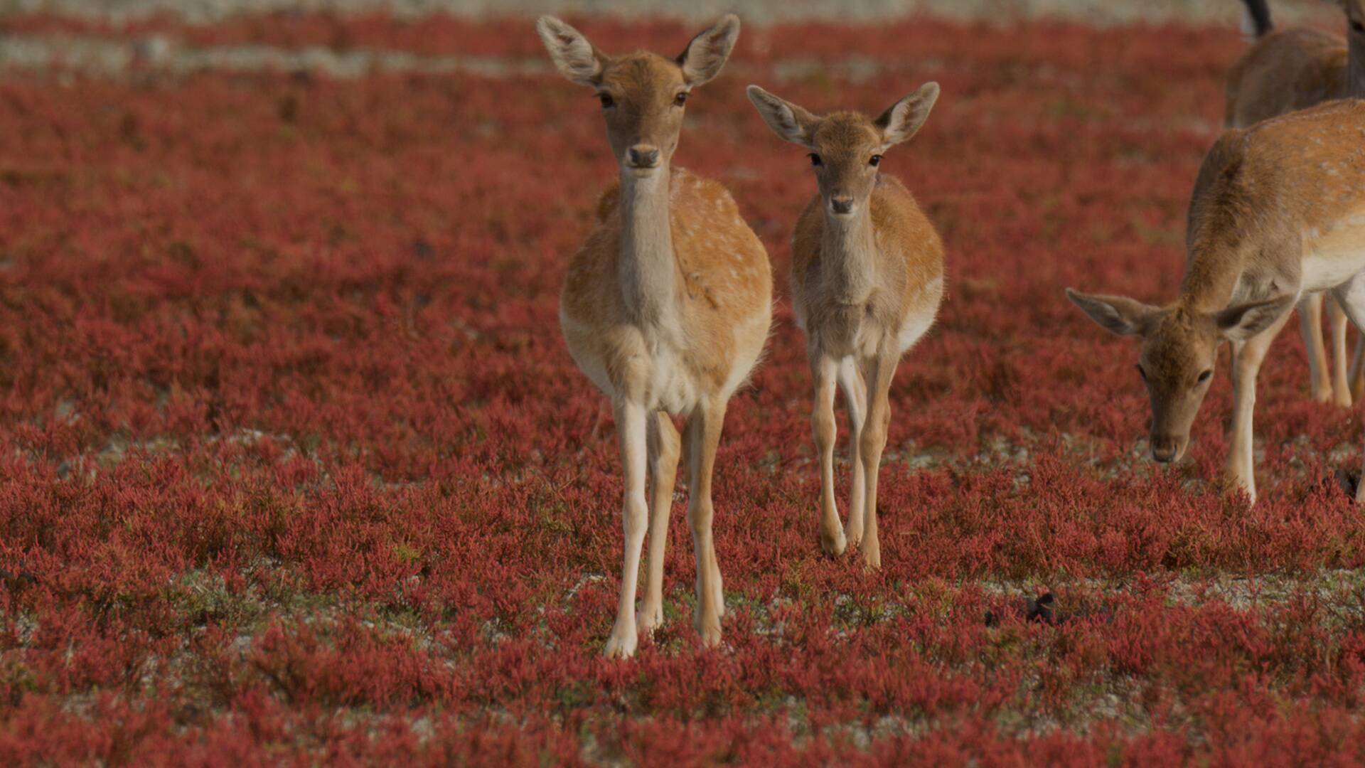 Doñana