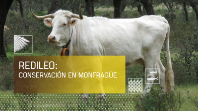 Imagen de Redileo: Conservación en Monfragüe - 2