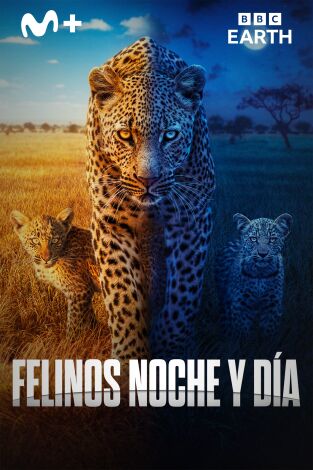 Felinos noche y día