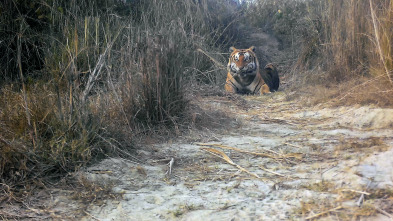 Imagen de La isla de los tigres: Ep.2 - 6