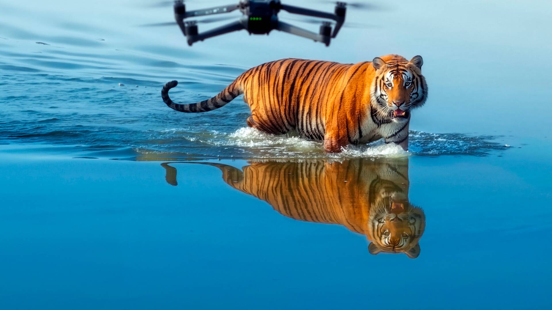 La isla de los tigres